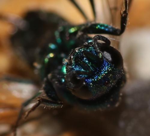 Réf. 333 052 : Chrysis interjecta